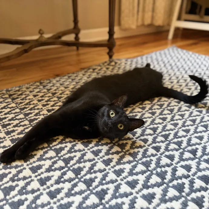 Julie's Purrfessional Cat Care