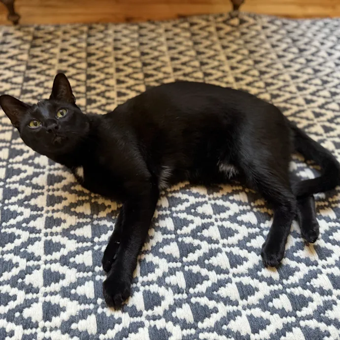 Julie's Purrfessional Cat Care