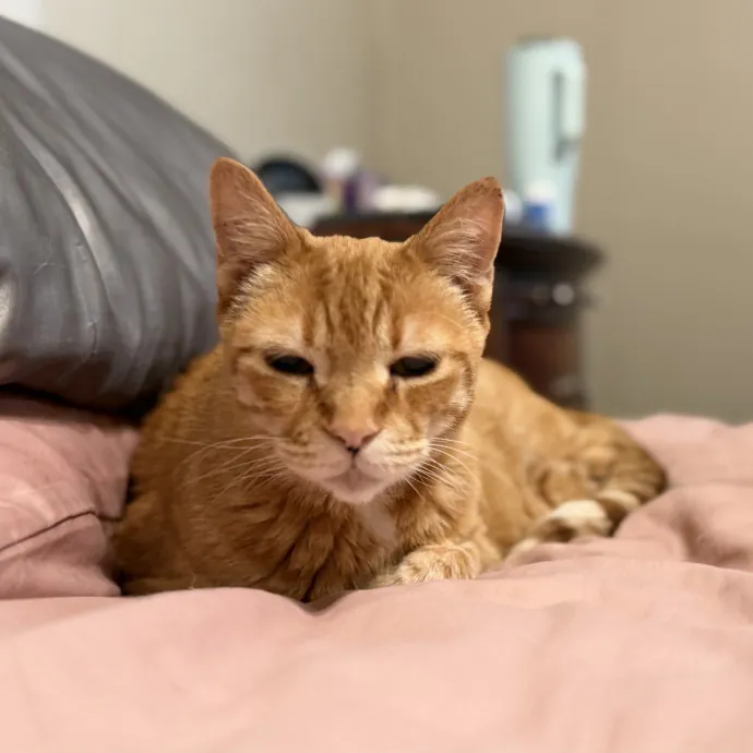 Julie's Purrfessional Cat Care