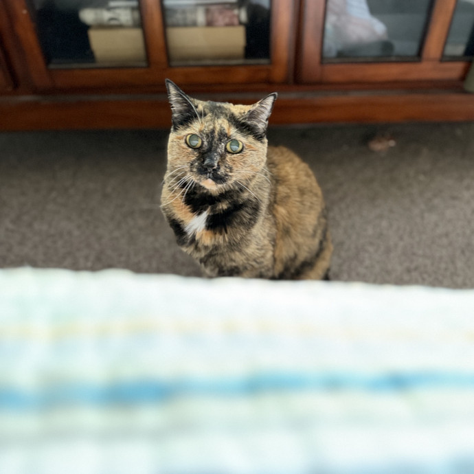 Julie's Purrfessional Cat Care