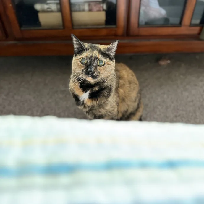 Julie's Purrfessional Cat Care