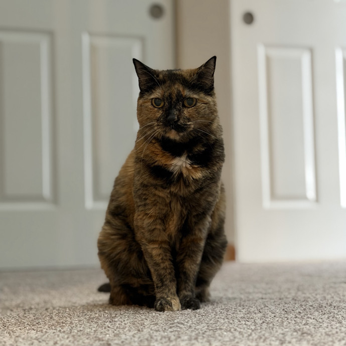Julie's Purrfessional Cat Care