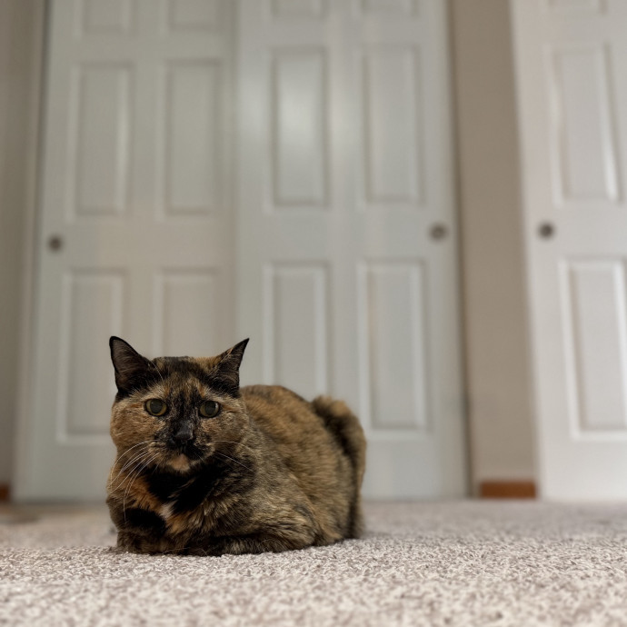 Julie's Purrfessional Cat Care