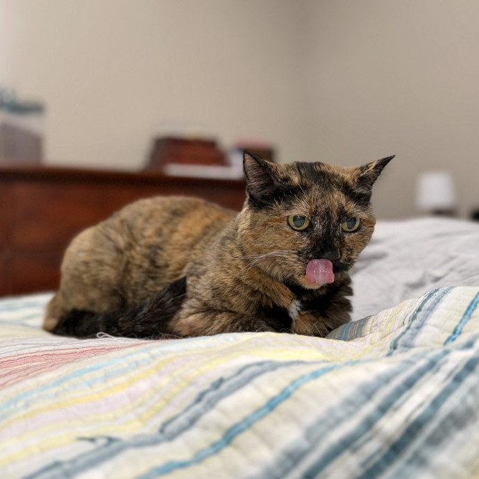 Julie's Purrfessional Cat Care