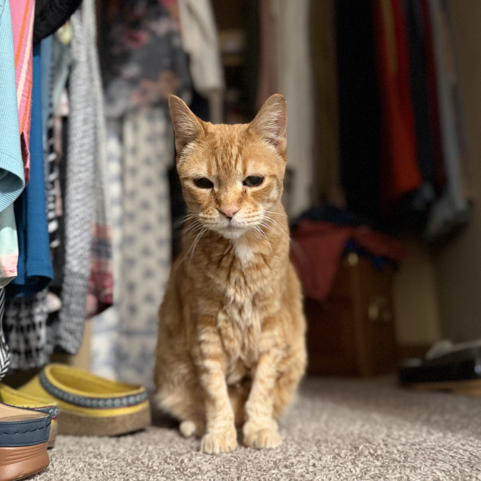 Julie's Purrfessional Cat Care
