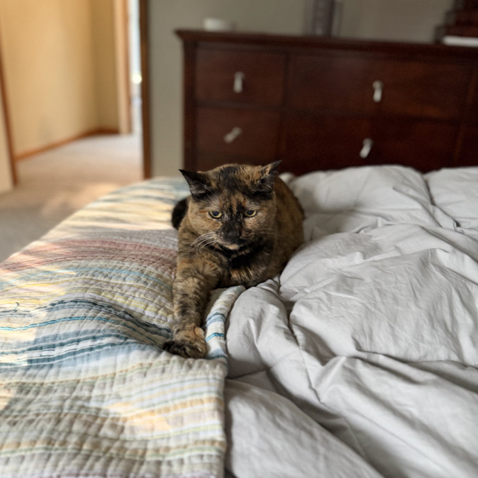 Julie's Purrfessional Cat Care