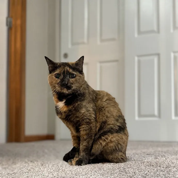Julie's Purrfessional Cat Care