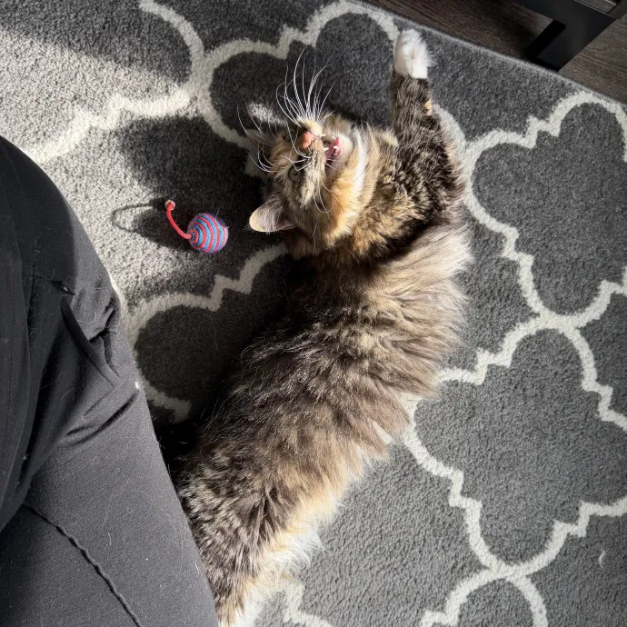 Julie's Purrfessional Cat Care