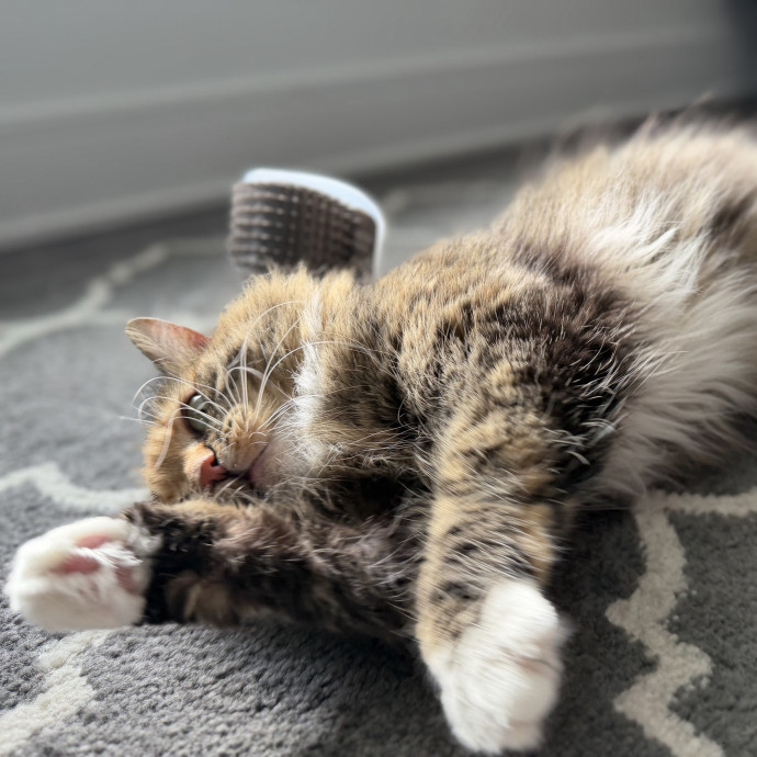Julie's Purrfessional Cat Care