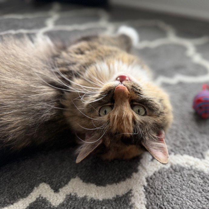 Julie's Purrfessional Cat Care
