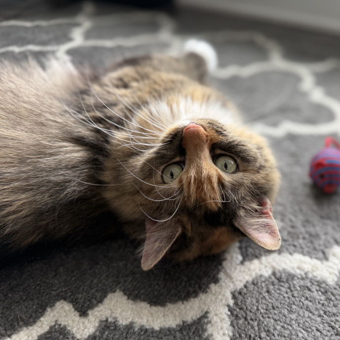 Julie's Purrfessional Cat Care