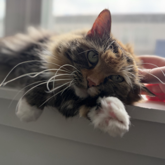 Julie's Purrfessional Cat Care