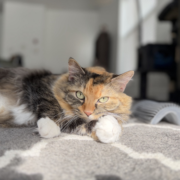 Julie's Purrfessional Cat Care