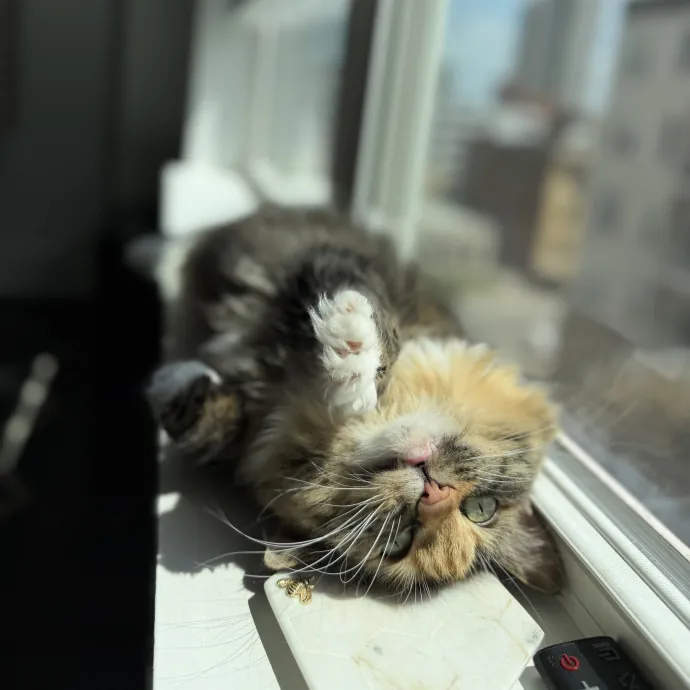 Julie's Purrfessional Cat Care