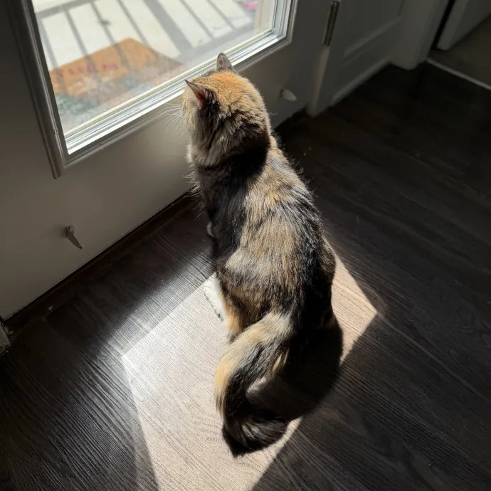 Julie's Purrfessional Cat Care