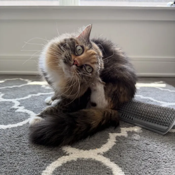 Julie's Purrfessional Cat Care