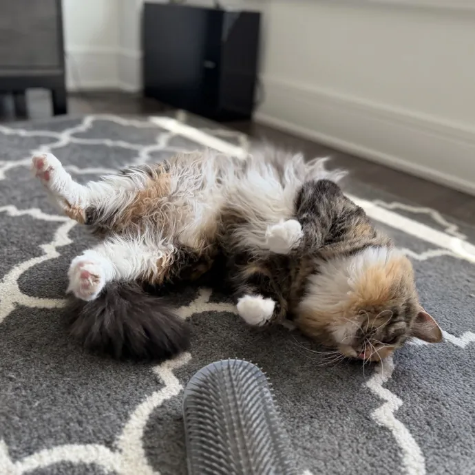 Julie's Purrfessional Cat Care