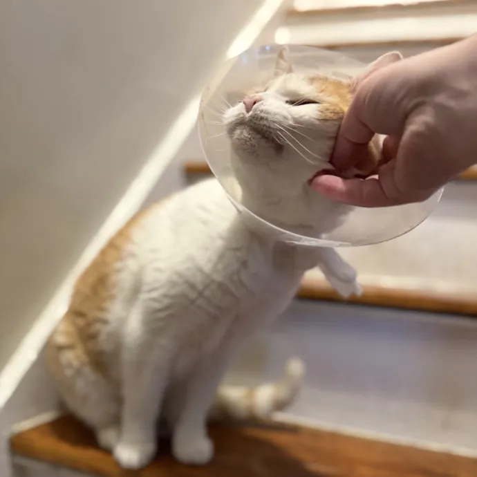 Julie's Purrfessional Cat Care