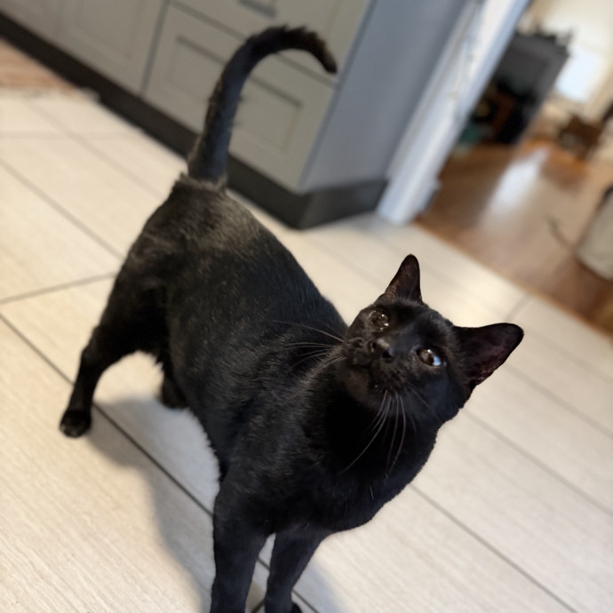 Julie's Purrfessional Cat Care