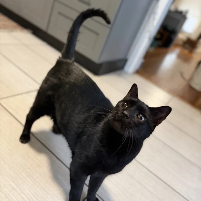 Julie's Purrfessional Cat Care