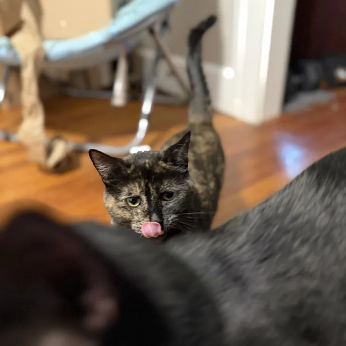 Julie's Purrfessional Cat Care