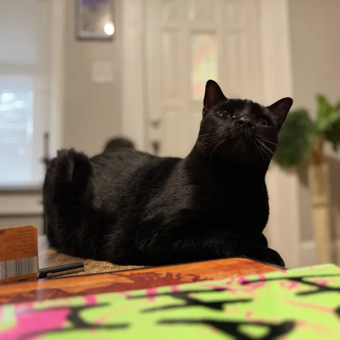 Julie's Purrfessional Cat Care