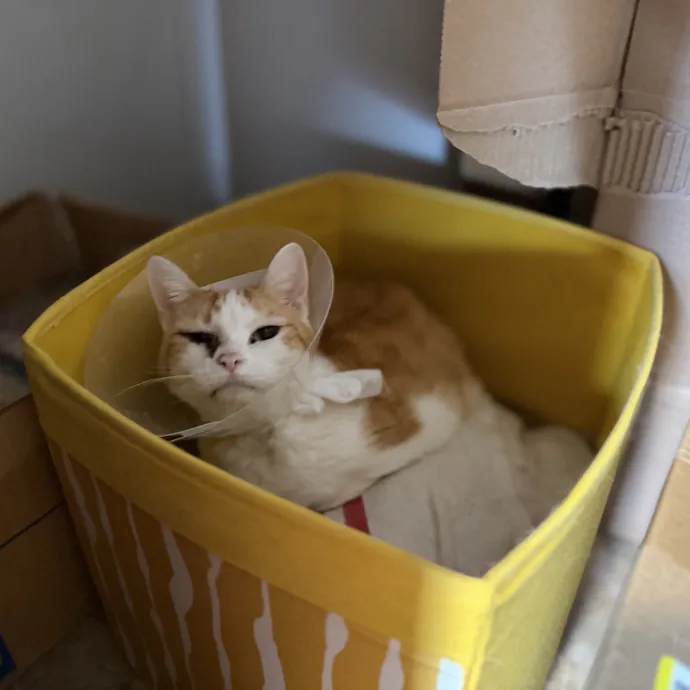 Julie's Purrfessional Cat Care