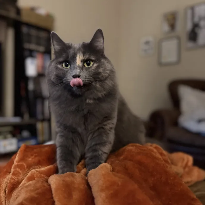 Julie's Purrfessional Cat Care
