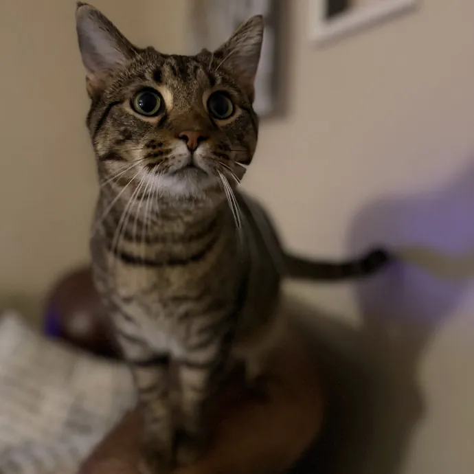 Julie's Purrfessional Cat Care