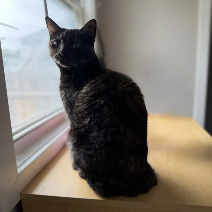 Julie's Purrfessional Cat Care