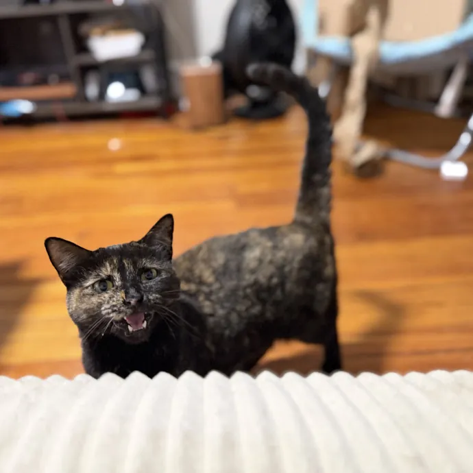 Julie's Purrfessional Cat Care