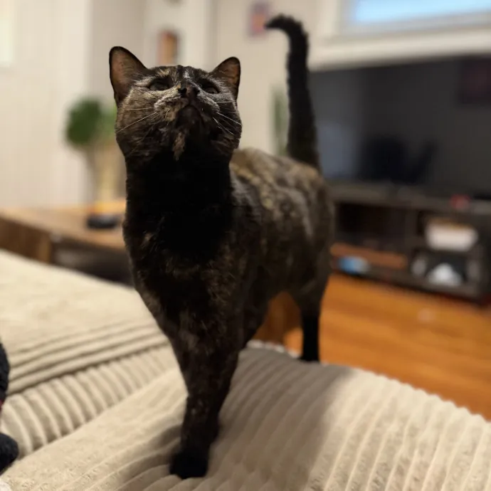 Julie's Purrfessional Cat Care