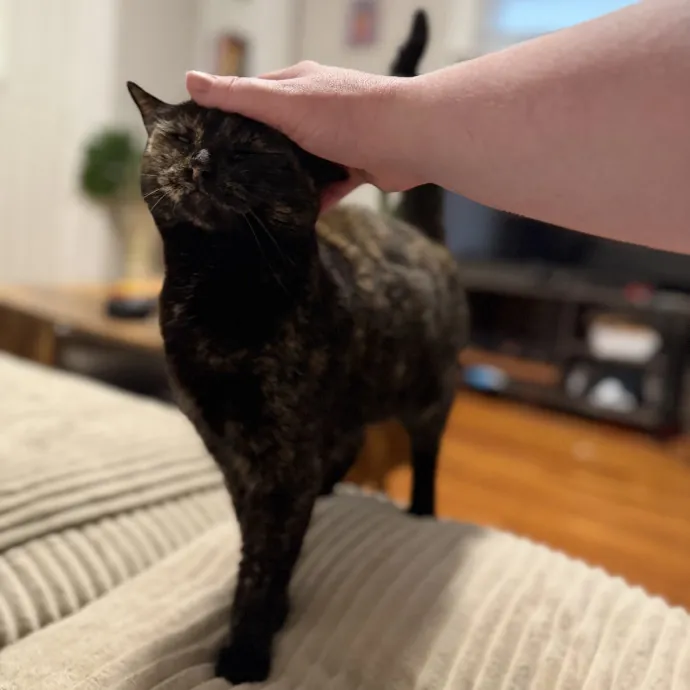 Julie's Purrfessional Cat Care
