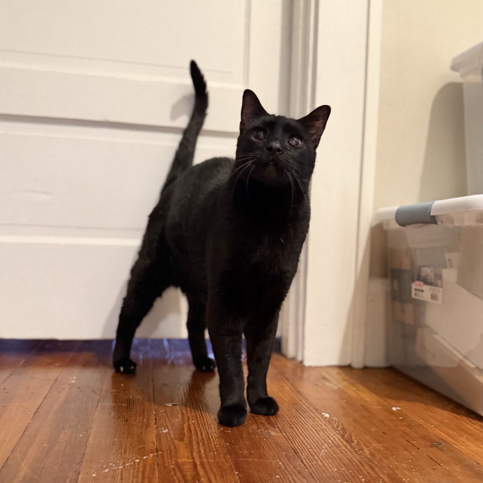 Julie's Purrfessional Cat Care