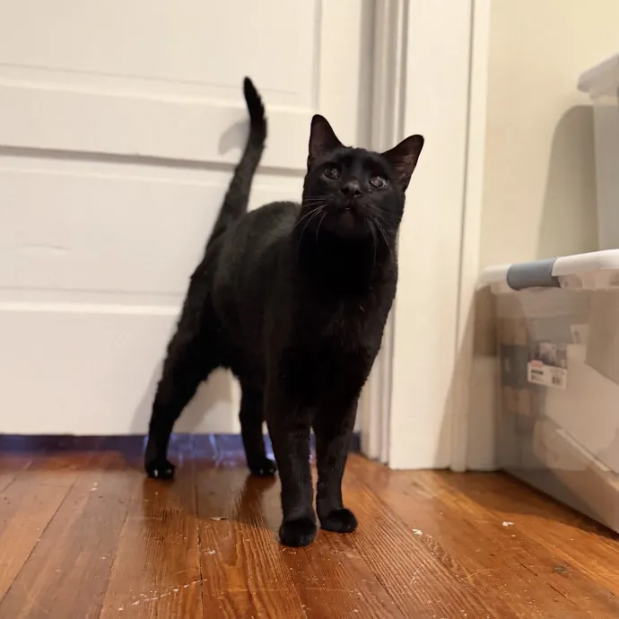 Julie's Purrfessional Cat Care