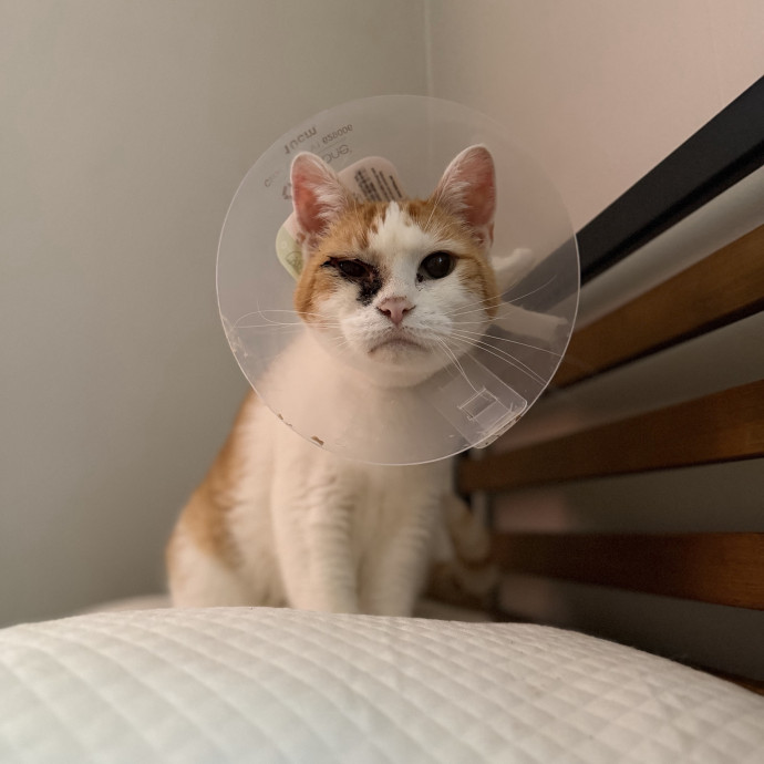 Julie's Purrfessional Cat Care
