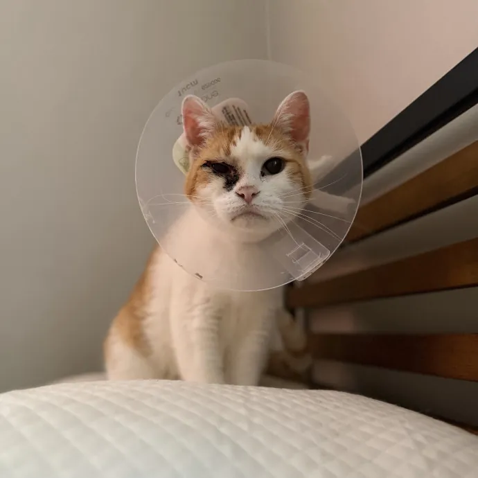 Julie's Purrfessional Cat Care