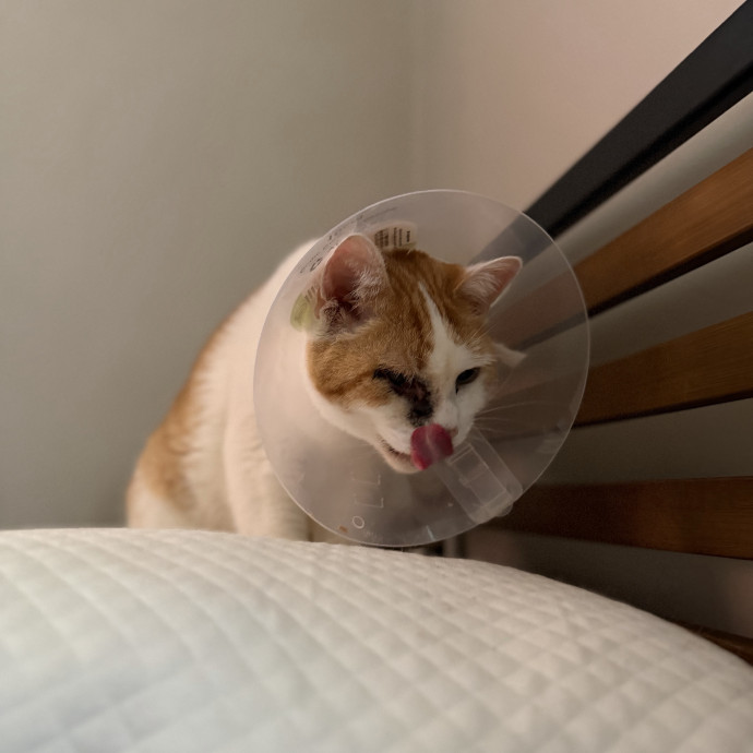 Julie's Purrfessional Cat Care