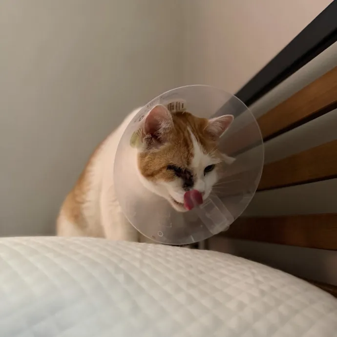 Julie's Purrfessional Cat Care