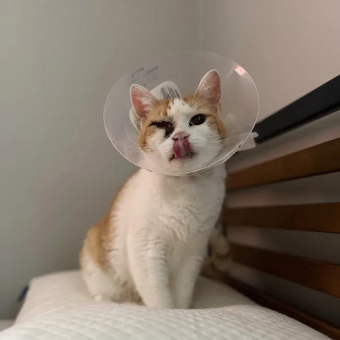 Julie's Purrfessional Cat Care