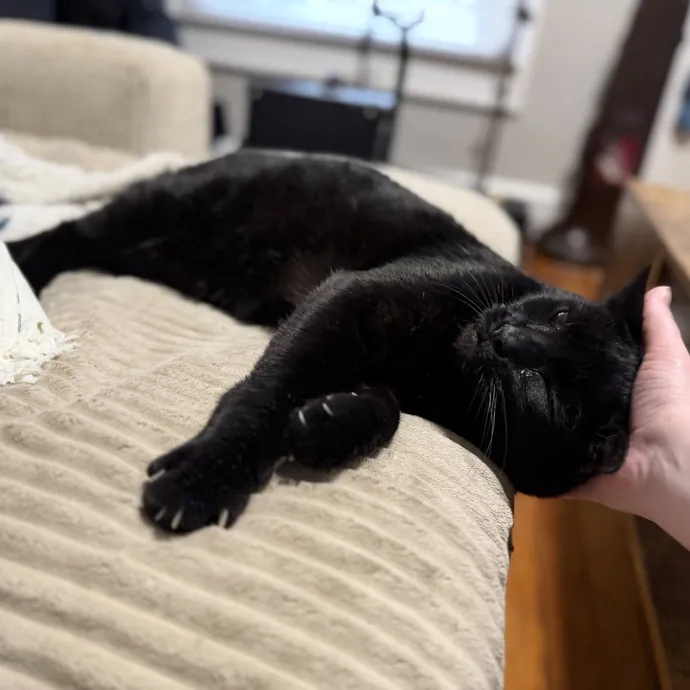 Julie's Purrfessional Cat Care