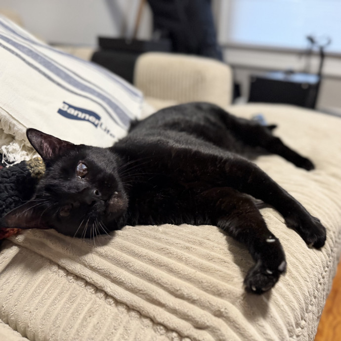 Julie's Purrfessional Cat Care