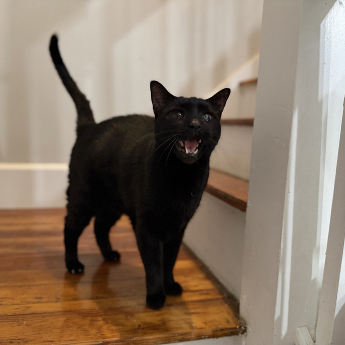 Julie's Purrfessional Cat Care