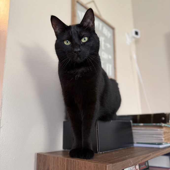 Julie's Purrfessional Cat Care