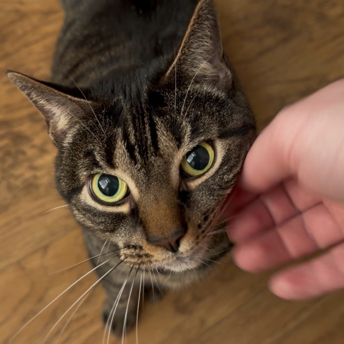 Julie's Purrfessional Cat Care