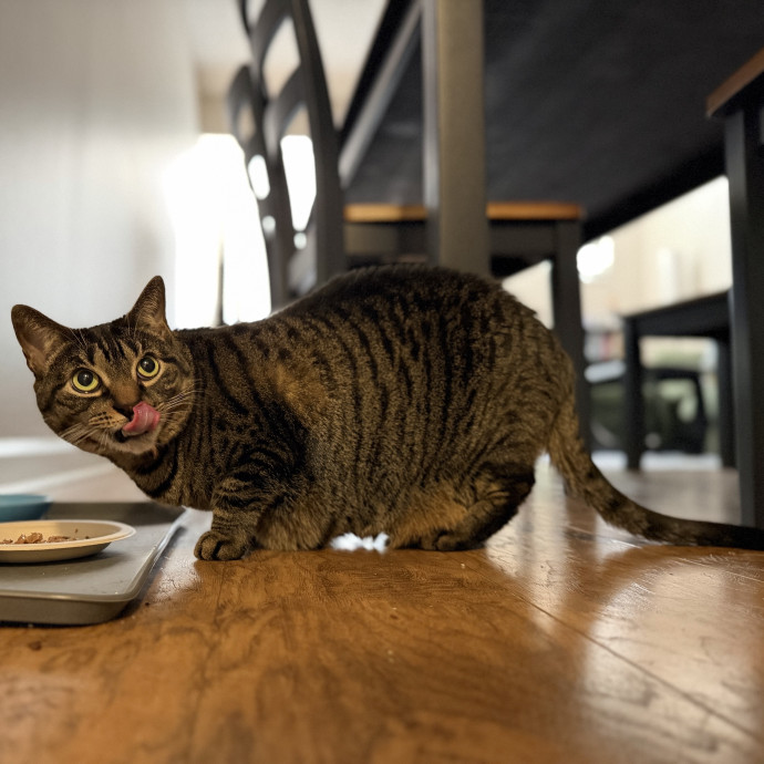 Julie's Purrfessional Cat Care