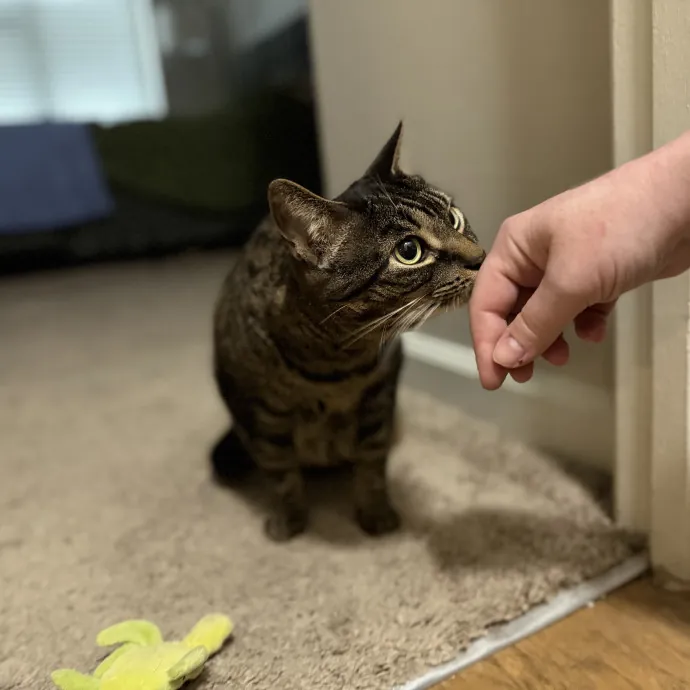Julie's Purrfessional Cat Care