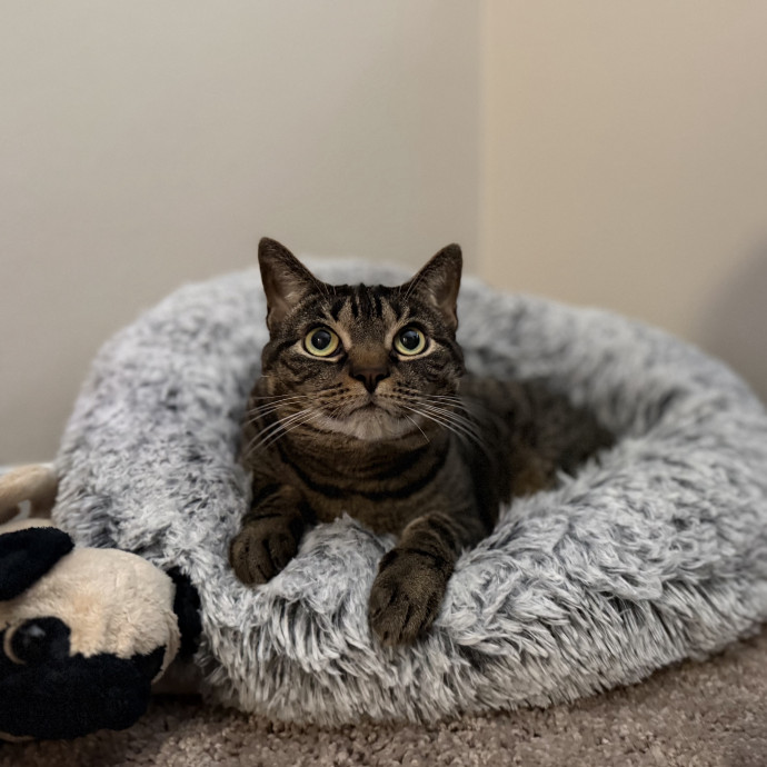 Julie's Purrfessional Cat Care