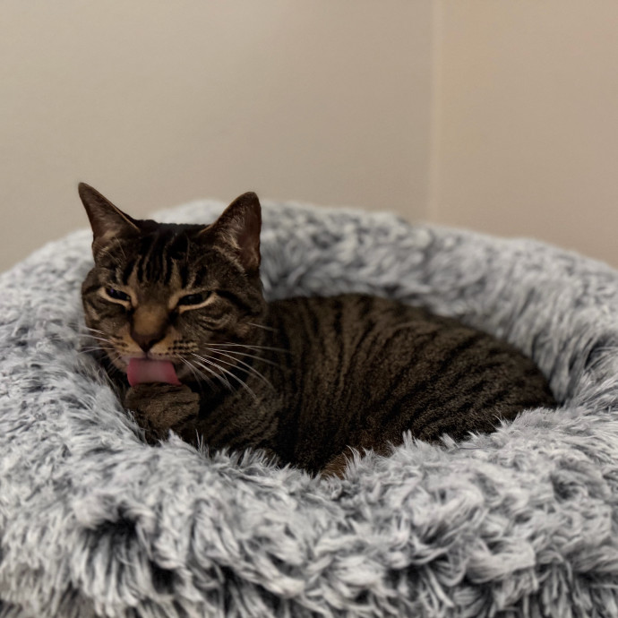 Julie's Purrfessional Cat Care