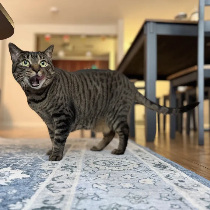 Julie's Purrfessional Cat Care